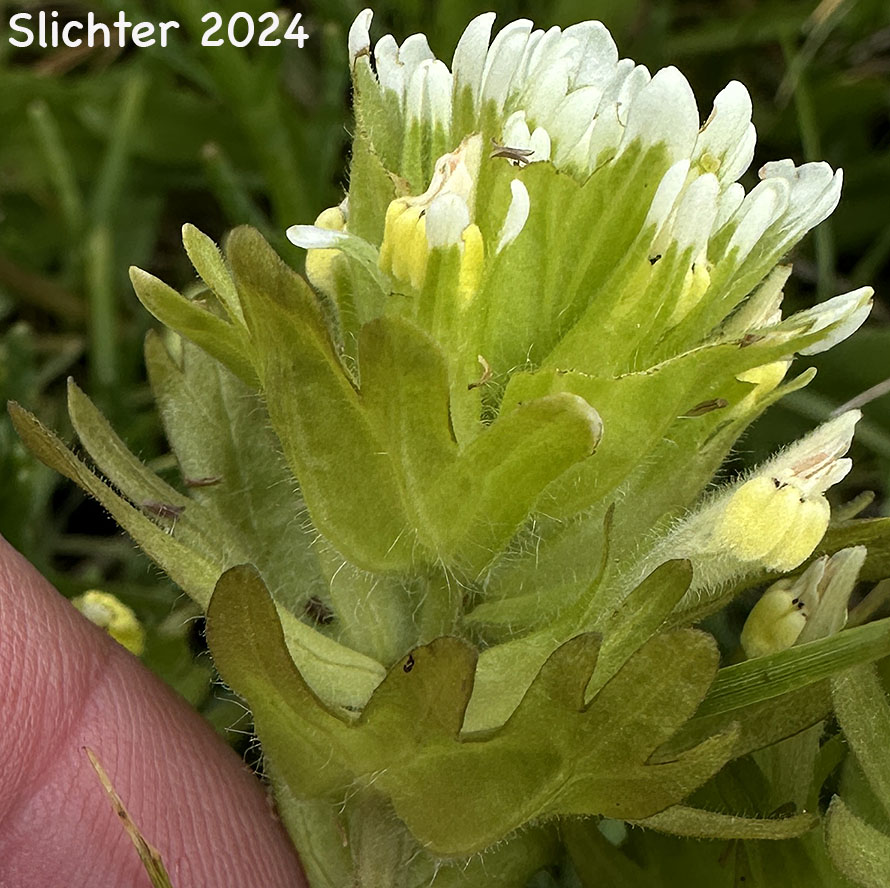 Estuarine Paintbrush, Paint-brush Owl-clover, Johnny Nip, Johnny-nip, Salt-marsh Paintbrush: Castilleja ambigua var. ambigua (Synonyms: Castilleja ambigua ssp. ambigua, Orthocarpus castillejoides)