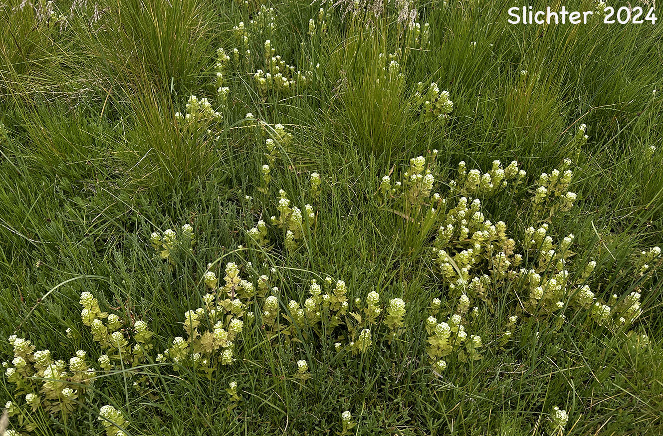 Estuarine Paintbrush, Paint-brush Owl-clover, Johnny Nip, Johnny-nip, Salt-marsh Paintbrush: Castilleja ambigua var. ambigua (Synonyms: Castilleja ambigua ssp. ambigua, Orthocarpus castillejoides)