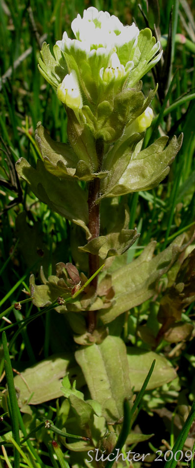 Estuarine Paintbrush, Paint-brush Owl-clover, Johnny Nip, Johnny-nip, Salt-marsh Paintbrush: Castilleja ambigua var. ambigua (Synonyms: Castilleja ambigua ssp. ambigua, Orthocarpus castillejoides)
