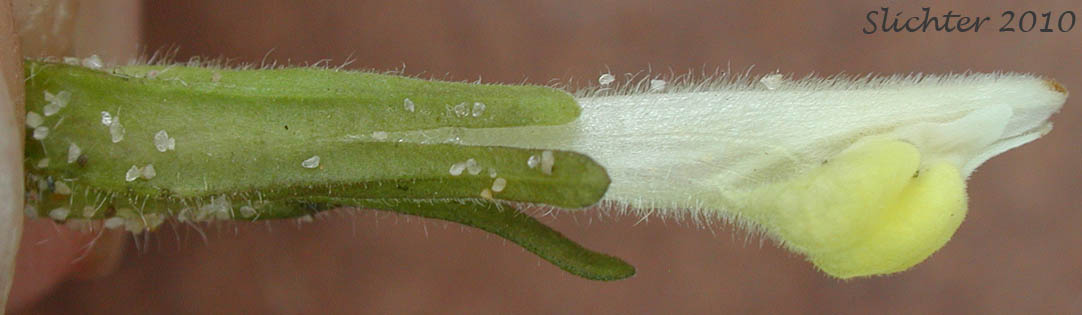 Close-up sideview of the calyx and corolla of Estuarine Paintbrush, Paint-brush Owl-clover, Johnny Nip, Johnny-nip, Salt-marsh Paintbrush: Castilleja ambigua var. ambigua (Synonyms: Castilleja ambigua ssp. ambigua, Orthocarpus castillejoides)