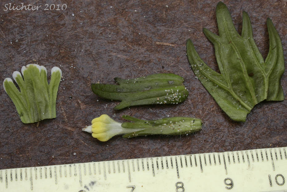 Close-ups of the leaf, bract and calyx and corolla of Estuarine Paintbrush, Paint-brush Owl-clover, Johnny Nip, Johnny-nip, Salt-marsh Paintbrush: Castilleja ambigua var. ambigua (Synonyms: Castilleja ambigua ssp. ambigua, Orthocarpus castillejoides)