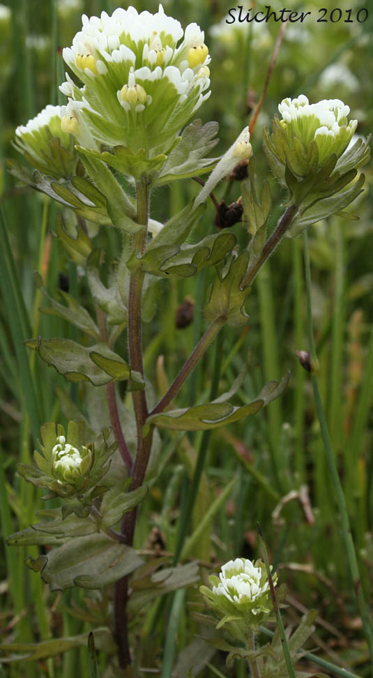 Estuarine Paintbrush, Paint-brush Owl-clover, Johnny Nip, Johnny-nip, Salt-marsh Paintbrush: Castilleja ambigua var. ambigua (Synonyms: Castilleja ambigua ssp. ambigua, Orthocarpus castillejoides)