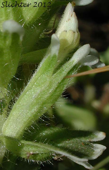Close-up of the corolla and floral bract of Estuarine Paintbrush, Paint-brush Owl-clover, Johnny Nip, Johnny-nip, Salt-marsh Paintbrush: Castilleja ambigua var. ambigua (Synonyms: Castilleja ambigua ssp. ambigua, Orthocarpus castillejoides)