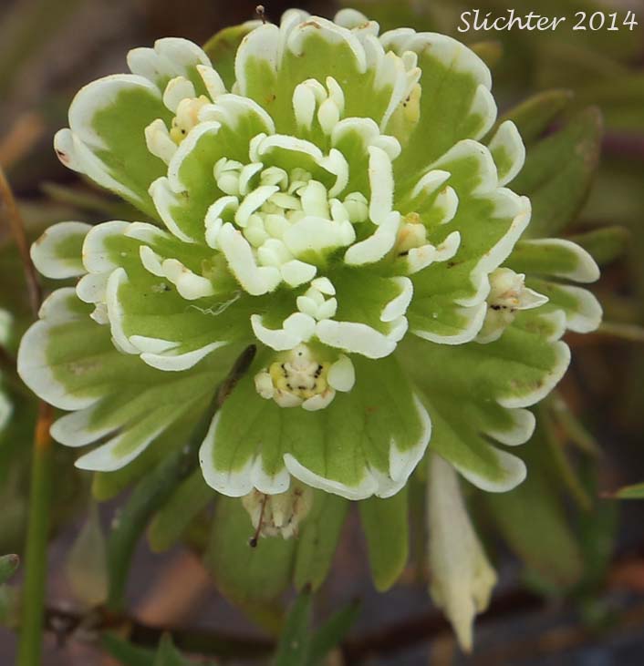 Estuarine Paintbrush, Paint-brush Owl-clover, Johnny Nip, Johnny-nip, Salt-marsh Paintbrush: Castilleja ambigua var. ambigua (Synonyms: Castilleja ambigua ssp. ambigua, Orthocarpus castillejoides)