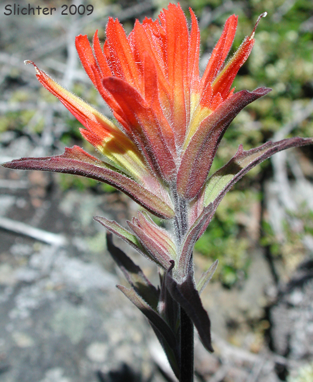 Wavyleaf Paintbrush: Castilleja applegatei var. pinetorum