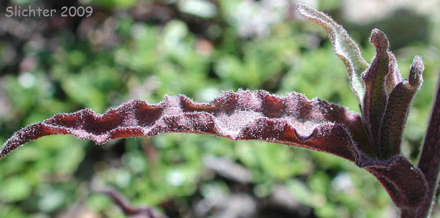 Wavy-margined leaf of Wavyleaf Paintbrush: Castilleja applegatei var. pinetorum