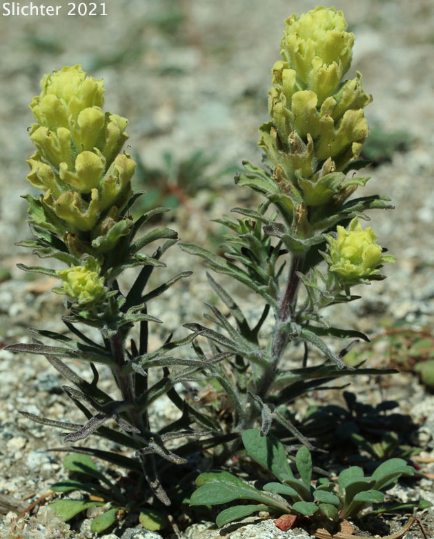 Cobwebby Paintbrush: Castilleja arachnoidea (Synonyms: Castileja arachnoidea ssp. arachnoidea, Castilleja arachnoidea var. arachnoidea, Castilleja filifolia, Castilleja payneae)Cobwebby Paintbrush: Castilleja arachnoidea (Synonyms: Castileja arachnoidea ssp. arachnoidea, Castilleja arachnoidea var. arachnoidea, Castilleja filifolia, Castilleja payneae)