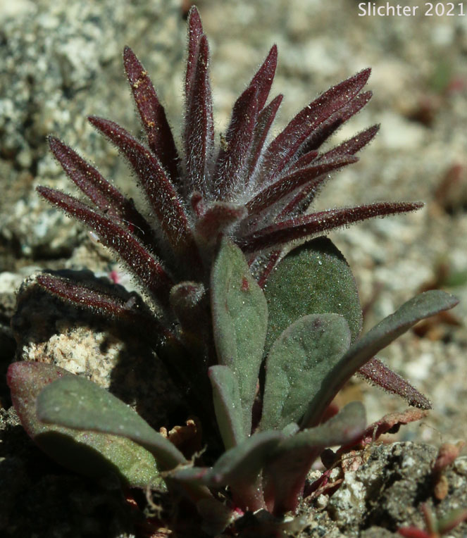 Cobwebby Paintbrush: Castilleja arachnoidea (Synonyms: Castileja arachnoidea ssp. arachnoidea, Castilleja arachnoidea var. arachnoidea, Castilleja filifolia, Castilleja payneae)Cobwebby Paintbrush: Castilleja arachnoidea (Synonyms: Castileja arachnoidea ssp. arachnoidea, Castilleja arachnoidea var. arachnoidea, Castilleja filifolia, Castilleja payneae)