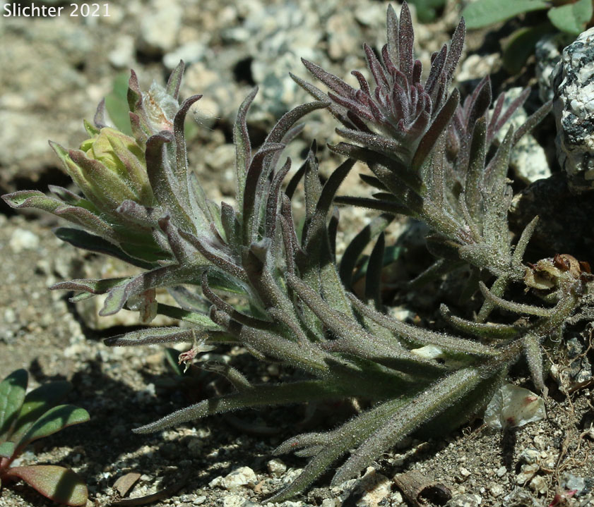 Cobwebby Paintbrush: Castilleja arachnoidea (Synonyms: Castileja arachnoidea ssp. arachnoidea, Castilleja arachnoidea var. arachnoidea, Castilleja filifolia, Castilleja payneae)Cobwebby Paintbrush: Castilleja arachnoidea (Synonyms: Castileja arachnoidea ssp. arachnoidea, Castilleja arachnoidea var. arachnoidea, Castilleja filifolia, Castilleja payneae)