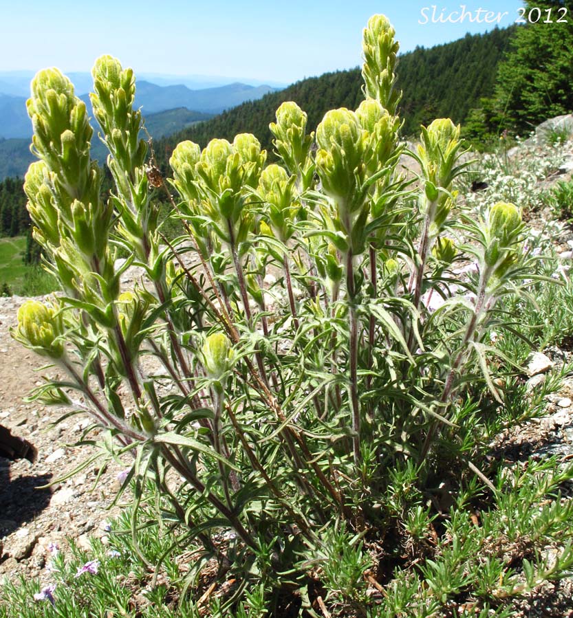 Cobwebby Paintbrush: Castilleja arachnoidea (Synonyms: Castileja arachnoidea ssp. arachnoidea, Castilleja arachnoidea var. arachnoidea, Castilleja filifolia, Castilleja payneae)