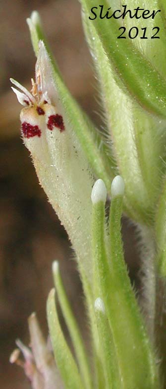 Close-up sideview of the bract, calyx and corolla of Narrowleaf Paintbrush, Valley Tassels, Valley-tassels, Attenuate Indian Paintbrush: Castilleja attenuata (Synonym: Orthocarpus attenuatus)