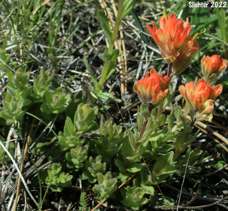 Short-lobed Paintbrush: Castilleja brevilobata (Synonym: Castilleja hispida ssp. brevilobata)