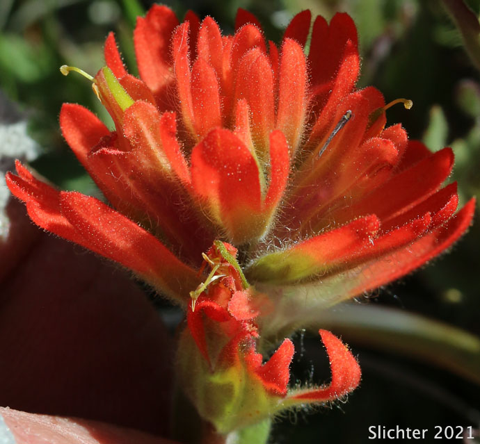 Short-lobed Paintbrush: Castilleja brevilobata (Synonym: Castilleja hispida ssp. brevilobata)