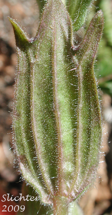 leaf of Short-lobed Paintbrush: Castilleja brevilobata (Synonym: Castilleja hispida ssp. brevilobata)