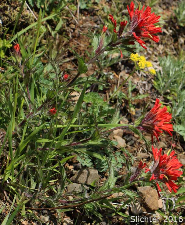 Harsh Paintbrush, Harsh Indian Paintbrush: Castilleja hispida var. hispida (Synonyms: Castilleja angustifolia ssp. abbreviata, Castilleja angustifolia var. hispida, Castilleja hispida ssp. abbreviata, Castilleja hispida ssp. hispida)