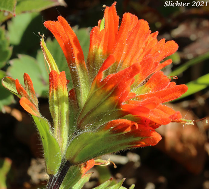 Harsh Paintbrush, Harsh Indian Paintbrush: Castilleja hispida var. hispida (Synonyms: Castilleja angustifolia ssp. abbreviata, Castilleja angustifolia var. hispida, Castilleja hispida ssp. abbreviata, Castilleja hispida ssp. hispida)