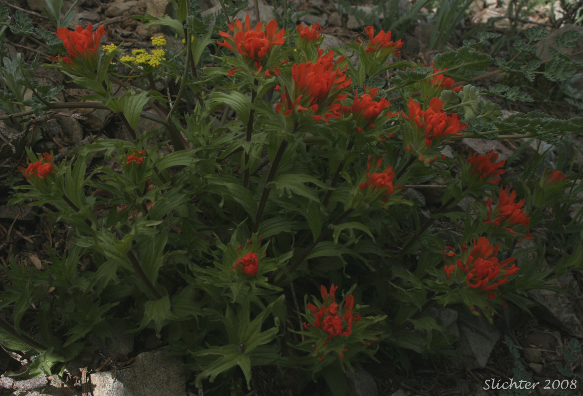 Harsh Paintbrush, Harsh Indian Paintbrush: Castilleja hispida var. hispida (Synonyms: Castilleja angustifolia ssp. abbreviata, Castilleja angustifolia var. hispida, Castilleja hispida ssp. abbreviata, Castilleja hispida ssp. hispida)