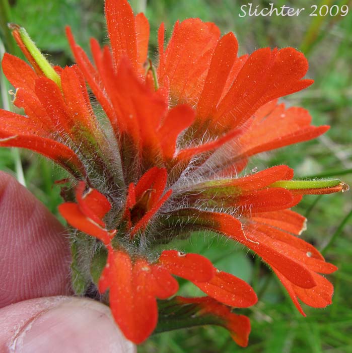Colorful bracts and galea of Harsh Paintbrush, Harsh Indian Paintbrush: Castilleja hispida var. hispida (Synonyms: Castilleja angustifolia ssp. abbreviata, Castilleja angustifolia var. hispida, Castilleja hispida ssp. abbreviata, Castilleja hispida ssp. hispida)