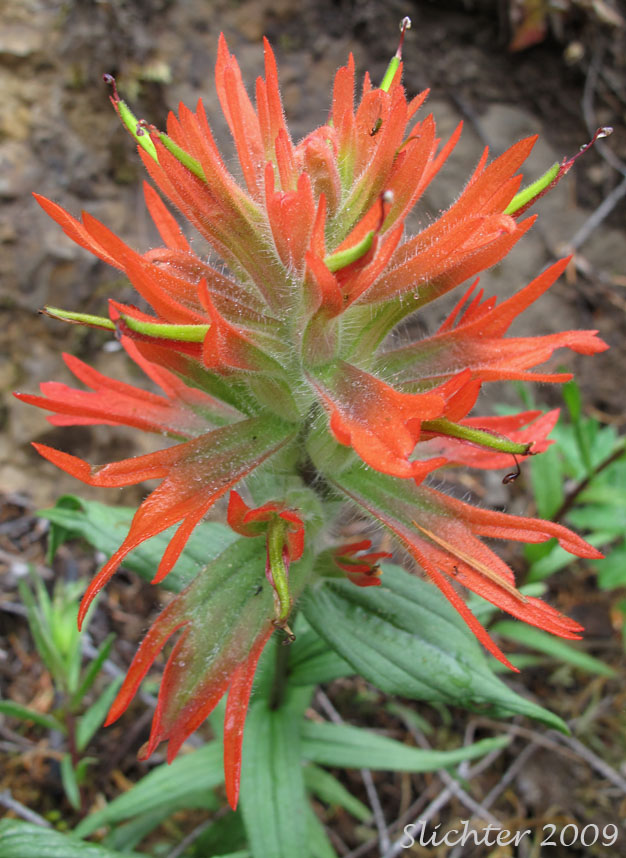 Inflorescence of Harsh Paintbrush, Harsh Indian Paintbrush: Castilleja hispida var. hispida (Synonyms: Castilleja angustifolia ssp. abbreviata, Castilleja angustifolia var. hispida, Castilleja hispida ssp. abbreviata, Castilleja hispida ssp. hispida)