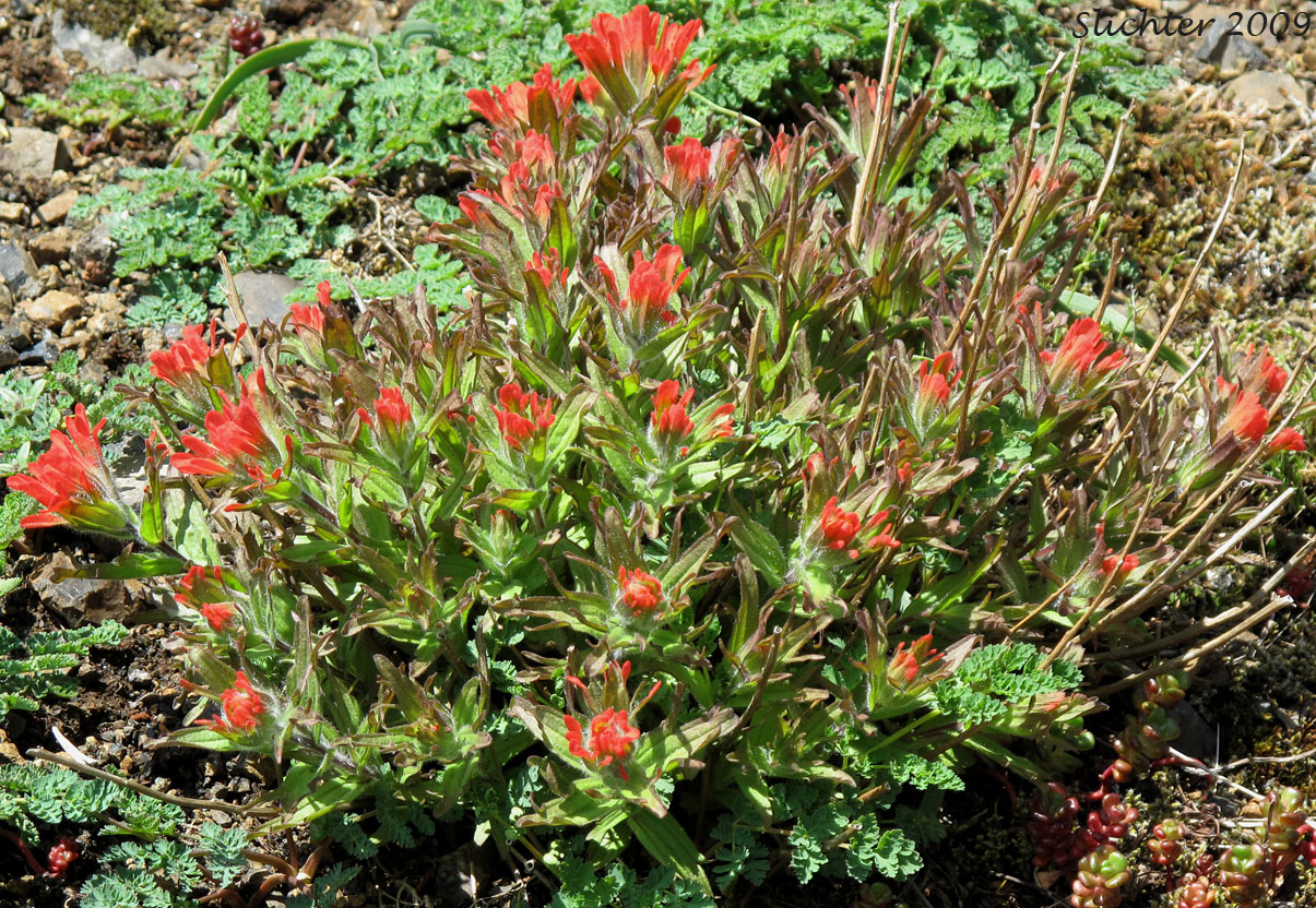 Harsh Paintbrush, Harsh Indian Paintbrush: Castilleja hispida var. hispida (Synonyms: Castilleja angustifolia ssp. abbreviata, Castilleja angustifolia var. hispida, Castilleja hispida ssp. abbreviata, Castilleja hispida ssp. hispida)