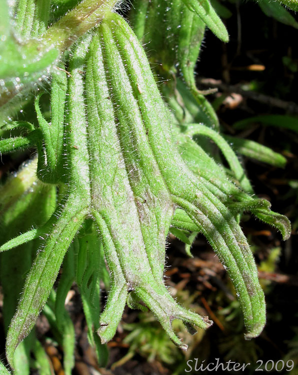 Leaf of Harsh Paintbrush, Harsh Indian Paintbrush: Castilleja hispida var. hispida (Synonyms: Castilleja angustifolia ssp. abbreviata, Castilleja angustifolia var. hispida, Castilleja hispida ssp. abbreviata, Castilleja hispida ssp. hispida)
