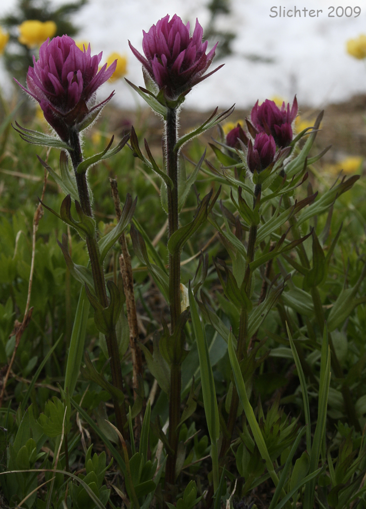 Olympic Mountain Paintbrush, Olympic Paintbrush: Castilleja parviflora var. olympica (Synonyms: Castilleja olympica, Castilleja oreopola ssp. olympica)
