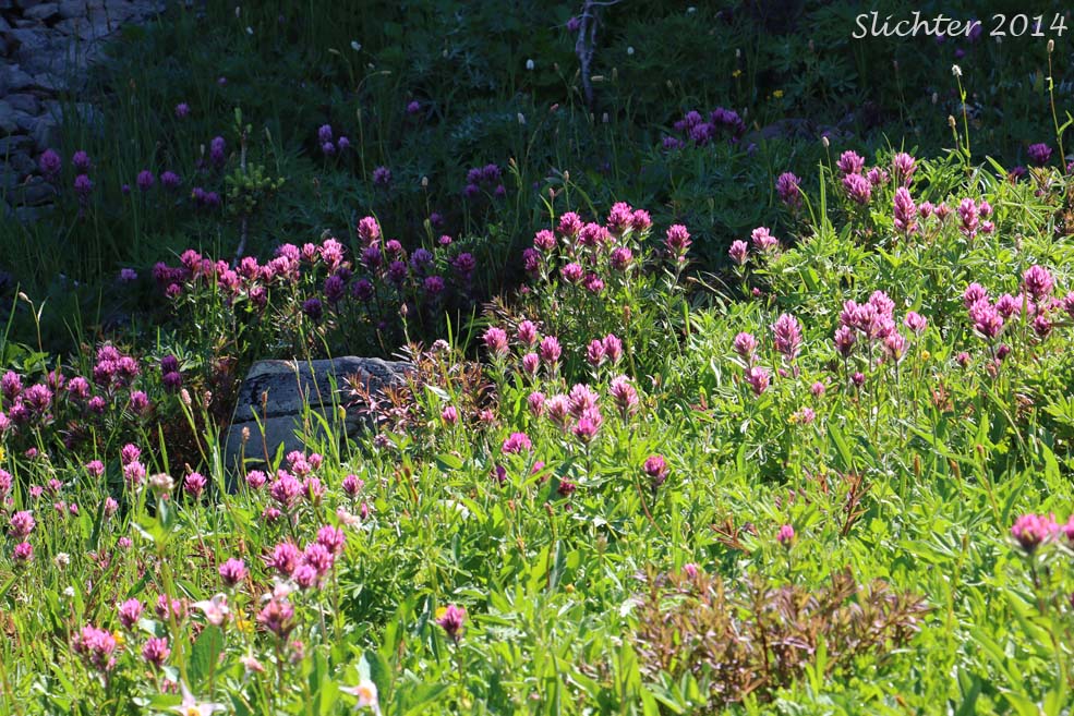 Olympic Mountain Paintbrush, Olympic Paintbrush: Castilleja parviflora var. olympica (Synonyms: Castilleja olympica, Castilleja oreopola ssp. olympica)