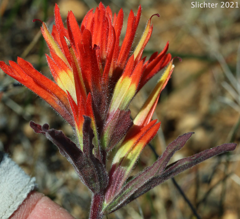 Frosted Indian Paintbrush, Frosted Paintbrush: Castilleja pruinosa (Synonyms: Castilleja gleasoni, Castilleja pruinosa ssp. gleasoni)