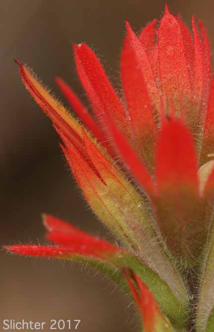 Frosted Indian Paintbrush, Frosted Paintbrush: Castilleja pruinosa (Synonyms: Castilleja gleasoni, Castilleja pruinosa ssp. gleasoni)