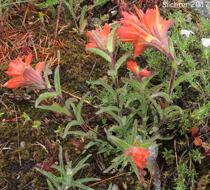 Frosted Indian Paintbrush, Frosted Paintbrush: Castilleja pruinosa (Synonyms: Castilleja gleasoni, Castilleja pruinosa ssp. gleasoni)