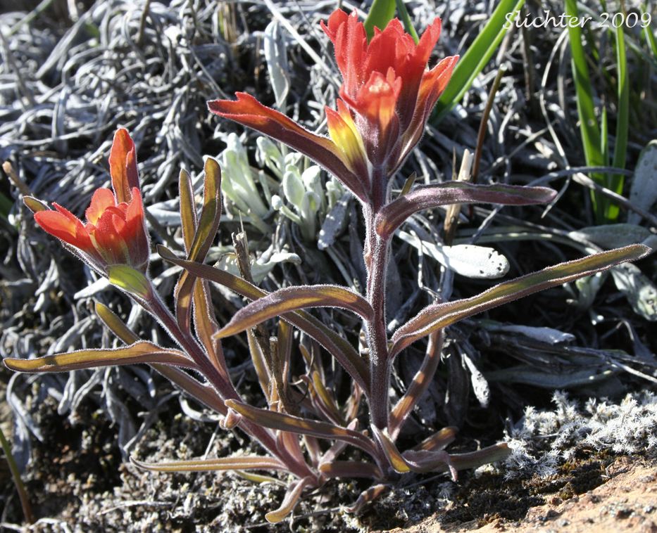 Frosted Paintbrush: Castilleja pruinosa