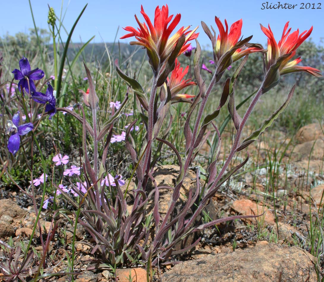 Frosted Indian Paintbrush, Frosted Paintbrush: Castilleja pruinosa (Synonyms: Castilleja gleasoni, Castilleja pruinosa ssp. gleasoni)
