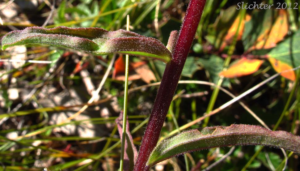 Frost-like hairs on stem and stem leaves of Frosted Indian Paintbrush, Frosted Paintbrush: Castilleja pruinosa (Synonyms: Castilleja gleasoni, Castilleja pruinosa ssp. gleasoni)