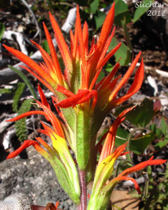 Inflorescence of Frosted Indian Paintbrush, Frosted Paintbrush: Castilleja pruinosa (Synonyms: Castilleja gleasoni, Castilleja pruinosa ssp. gleasoni)
