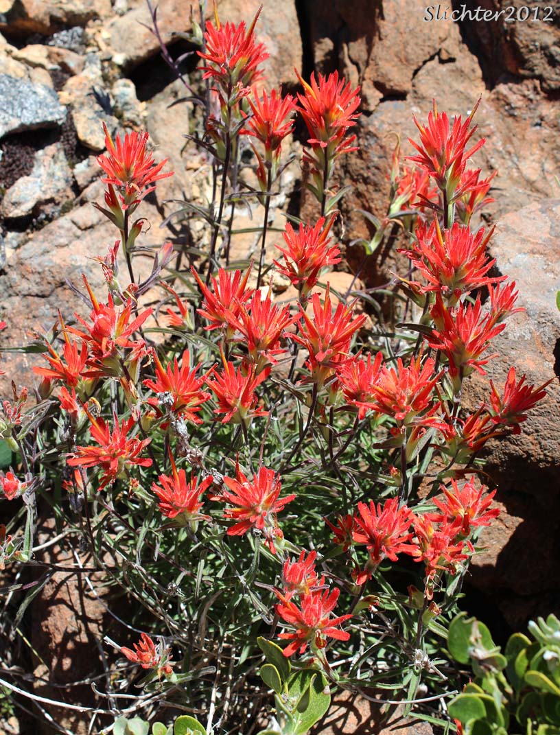 Frosted Indian Paintbrush, Frosted Paintbrush: Castilleja pruinosa (Synonyms: Castilleja gleasoni, Castilleja pruinosa ssp. gleasoni)