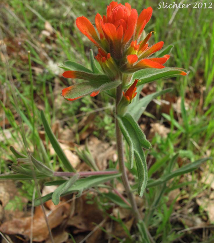 Frosted Indian Paintbrush, Frosted Paintbrush: Castilleja pruinosa (Synonyms: Castilleja gleasoni, Castilleja pruinosa ssp. gleasoni)