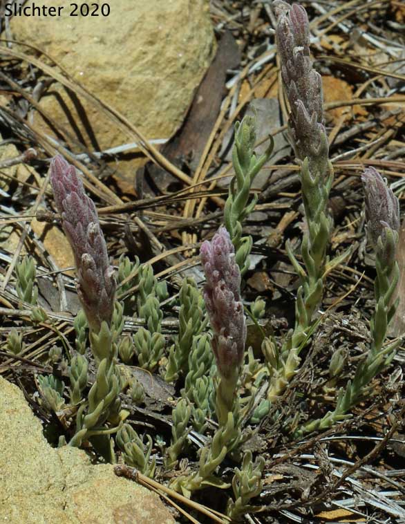 Split-hair Paintbrush: Castilleja schizotricha (Synonym: Castilleja arachnoidea ssp. schizotricha)