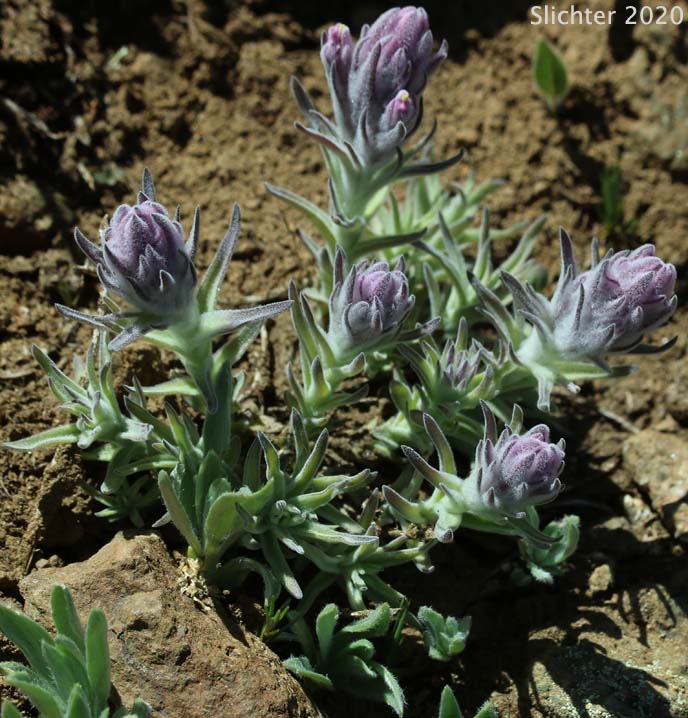 Split-hair Paintbrush: Castilleja schizotricha (Synonym: Castilleja arachnoidea ssp. schizotricha)