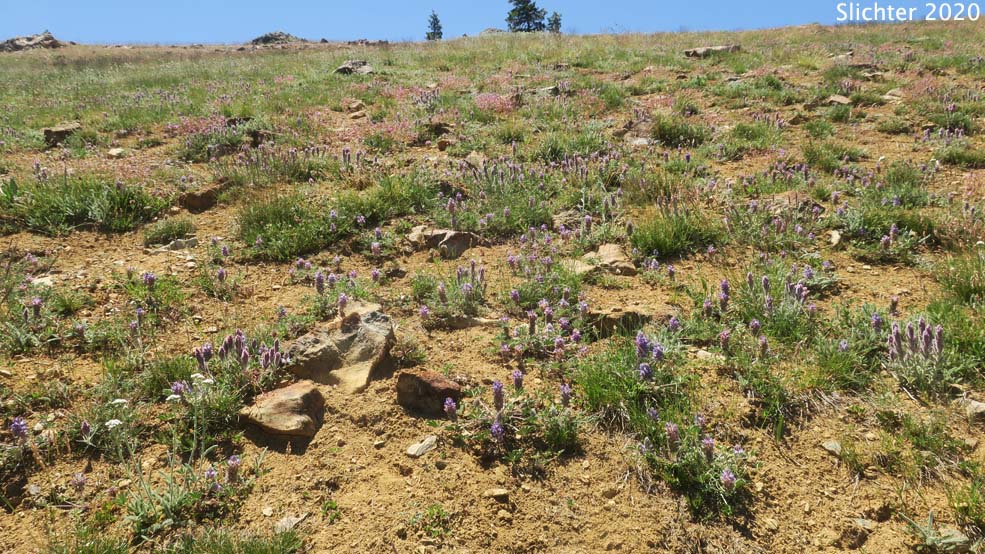 Split-hair Paintbrush: Castilleja schizotricha (Synonym: Castilleja arachnoidea ssp. schizotricha)
