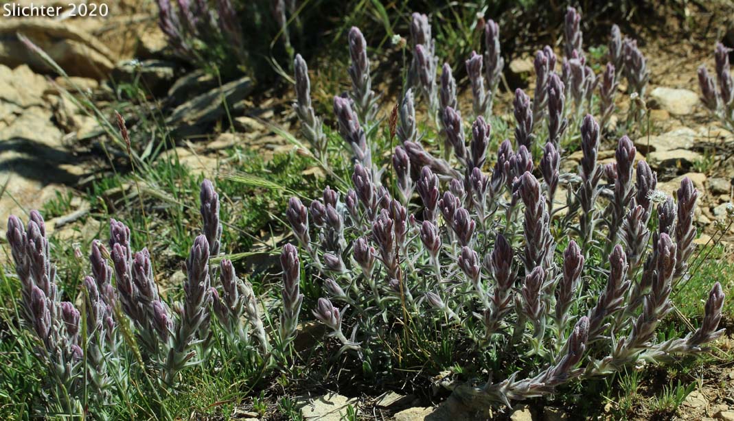 Split-hair Paintbrush: Castilleja schizotricha (Synonym: Castilleja arachnoidea ssp. schizotricha)