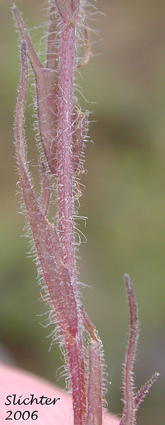 Stem leaves of Annual White Paintbrush, Hairy Owl Clover, Thin Paintbrush: Castilleja tenuis (Synonyms: Orthocarpus hispidus, Orthocarpus rarior, Orthocarpus tenuis, Triphysaria hispida)