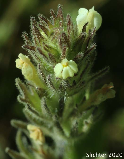 Inflorescence of Annual White Paintbrush, Hairy Owl Clover, Thin Paintbrush: Castilleja tenuis (Synonyms: Orthocarpus hispidus, Orthocarpus rarior, Orthocarpus tenuis, Triphysaria hispida)