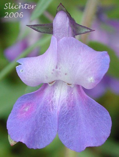 Flower of Flower of Large-flowered Blue-eyed Mary, Giant Blue-eyed Mary, Blue-lips Blue-eyed Mary: Collinsia grandiflora