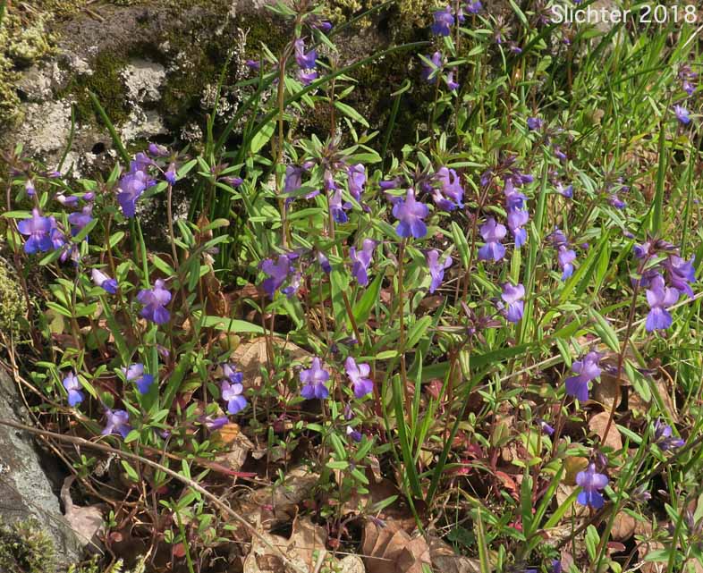 Large-flowered Blue-eyed Mary, Giant Blue-eyed Mary, Blue-lips Blue-eyed Mary: Collinsia grandiflora