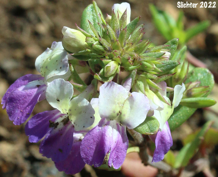 Large-flowered Blue-eyed Mary, Giant Blue-eyed Mary, Blue-lips Blue-eyed Mary: Collinsia grandiflora