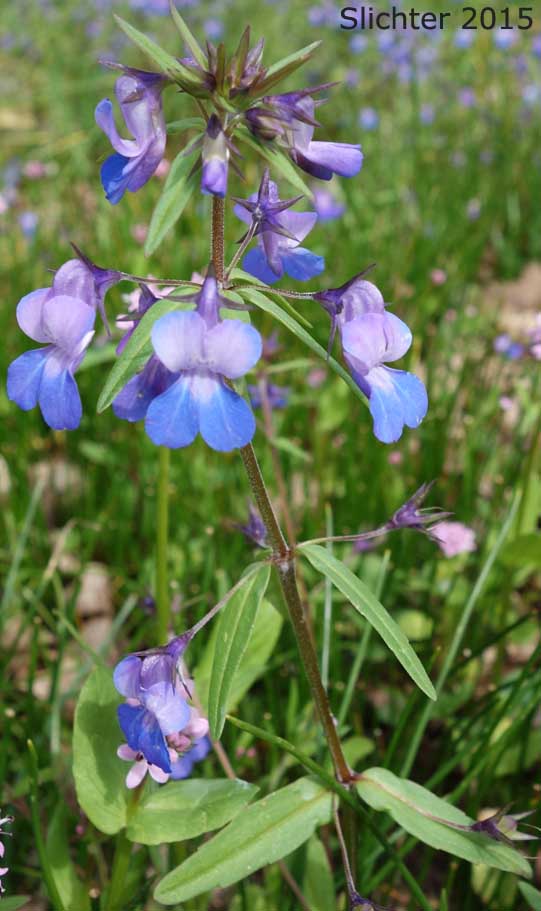 Large-flowered Blue-eyed Mary, Giant Blue-eyed Mary, Blue-lips Blue-eyed Mary: Collinsia grandiflora