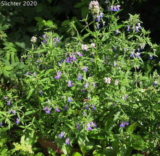 Large-flowered Blue-eyed Mary, Giant Blue-eyed Mary, Blue-lips Blue-eyed Mary: Collinsia grandiflora