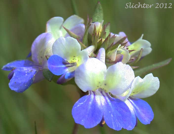 Inflorescence of Large-flowered Blue-eyed Mary, Giant Blue-eyed Mary, Blue-lips Blue-eyed Mary: Collinsia grandiflora