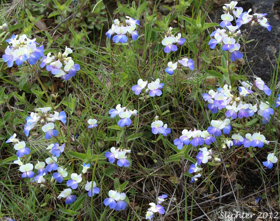 Large-flowered Blue-eyed Mary, Giant Blue-eyed Mary, Blue-lips Blue-eyed Mary: Collinsia grandiflora