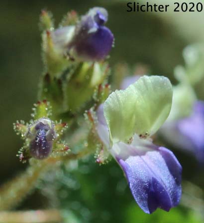 Torrey's Collinsia: Collinsia latifolia (Synonyms: Collinsia torreyi, Collinsia torreyi var. latifolia)